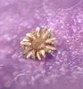 Picture of Mini Daisy Flower Brooch Rose Gold Plated